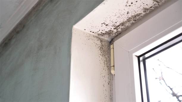 Best Residential Mold Removal  in Ava, MO