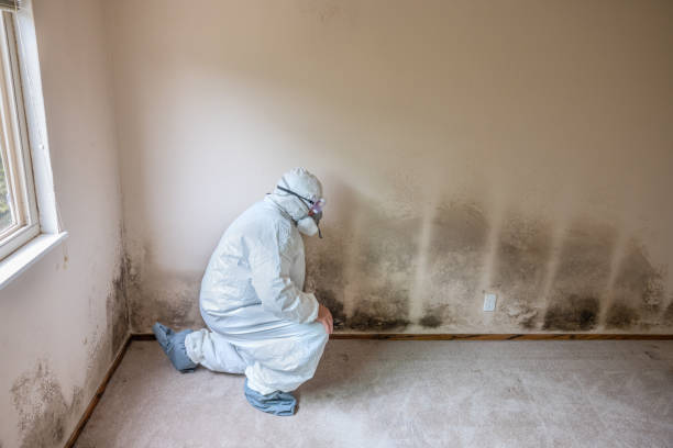 Best Black Mold Removal  in Ava, MO